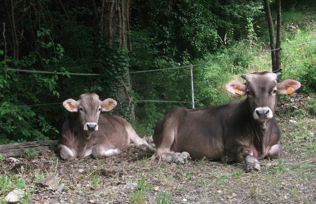 Agriturismo Le Giare - Foto 33