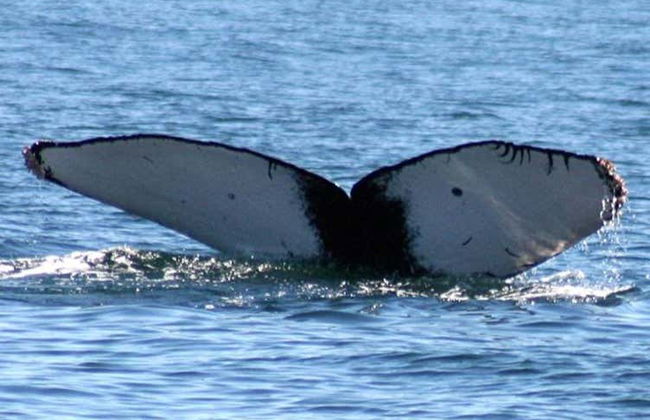 Ixtapa Zihuatanejo Whale Watching - Photo 8