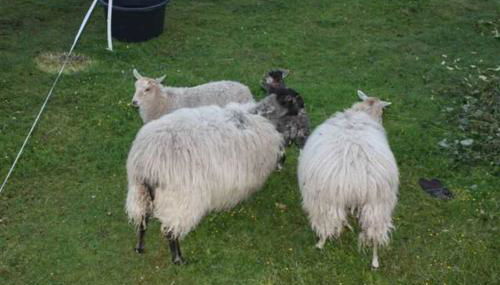 Landhaus Damerow 1 - Foto 4