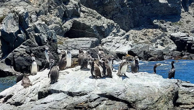 Excursion sur l'île de Damas - Photo 2