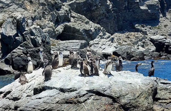 Damas Island Day Trip - Photo 2