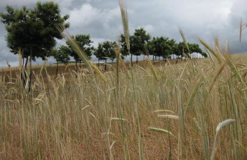 Candeias do Souto - Foto 43