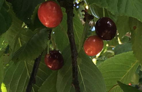 Ferienhaus Königskirsche - Foto 38