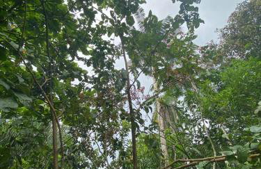 Chácara Gomes - Caiubura - Bertioga - Foto 71