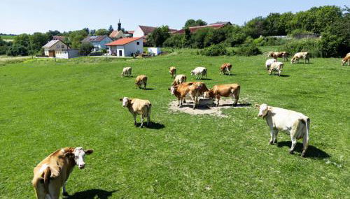 Wo sich Kuh, Fuchs und Hase gute Nacht sagen - Foto 4