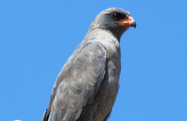 Umvangazi Rest - Enjoy a Relaxing, Rejuvenating and Peaceful Setting in the Bush - Foto 56