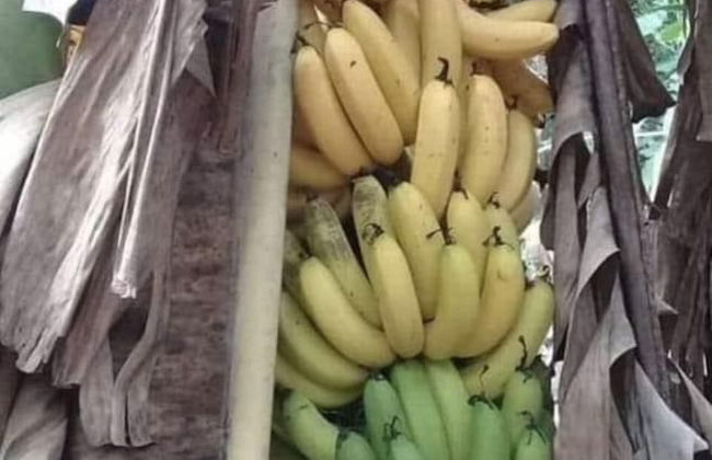 Seacret Studios - Cozy Jamaican Retreat Apts by RedAwning - Photo 17