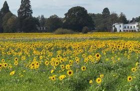 The TreeHouse Hideaway - Foto 30