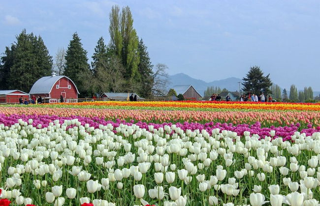 Medallion Inn & Suites - Foto 29