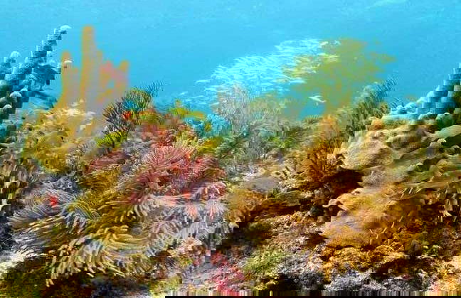 Pêche à Providencia - Photo 8