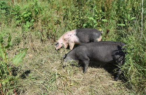 Haywain - Uk12084 - Foto 12