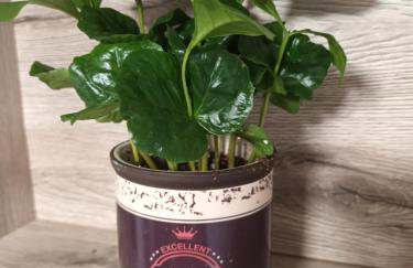 DREAMS APARTMENT KAŠTELA - Photo 12