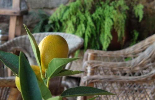 Reitoral de Chandrexa - Foto 29