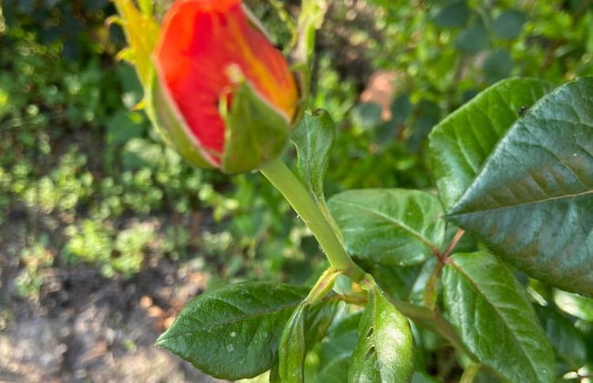 VISITAR BIOUCAS I - Casa Inteira Familiar e Grupo de Amigos - Foto 50