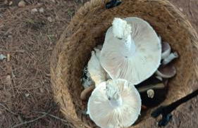Sierra de Alcaraz Rural House Casa Andrea El Jardín - Foto 18