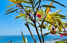 VUE MER IMPRENABLE ET PISCINE - Foto 29