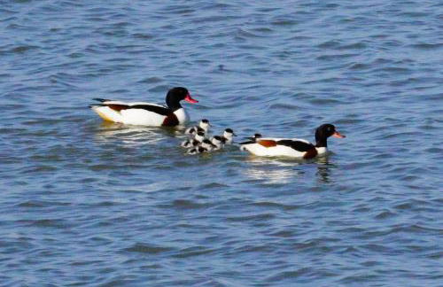 Appartamenti Nonna Rosa - Foto 40