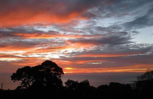 Orchid Hale - Foto 14