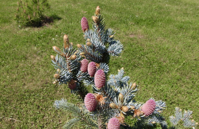 Holiday Hill 64 - Foto 32