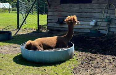 Apartments im Spreewald - Foto 18