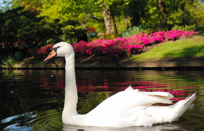 EuroParcs Noordwijkse Duinen - Photo 74