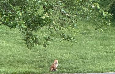 The Holler - Foto 47