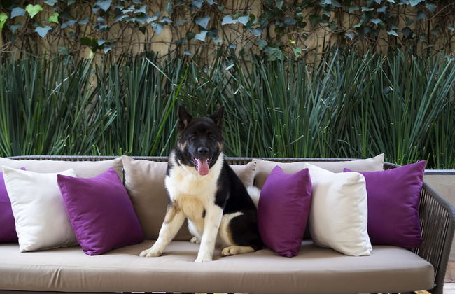 Dominion Polanco - Foto 17