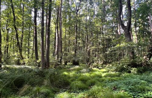 Ostseeferienhaus Finni - Foto 18