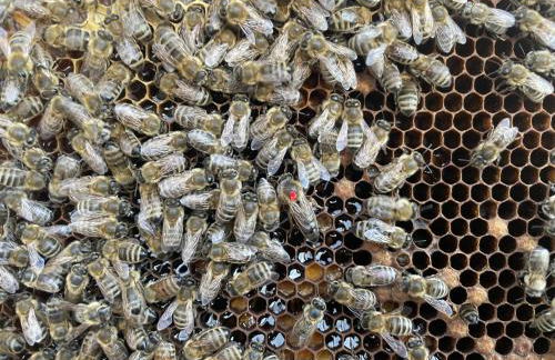 Ferienwohnung Seidenhuhn - Foto 36