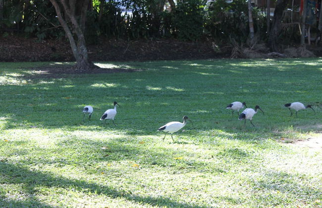 Oasis Inn Cairns - Photo 30