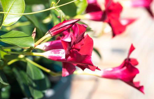 "Le 35" Maison rénovée avec jardin proche centre - Foto 30