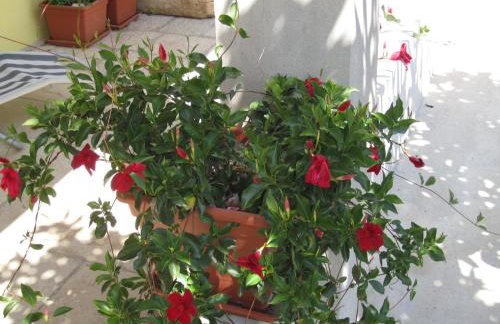 Apartments Viganj - Foto 50