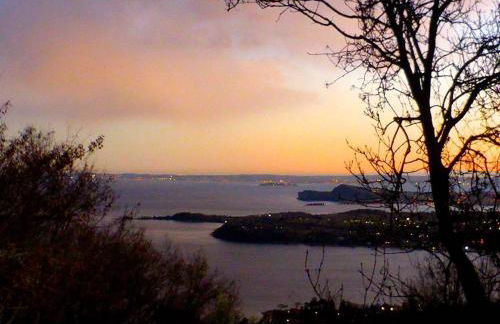 Prato Verde - Girasole - Foto 11