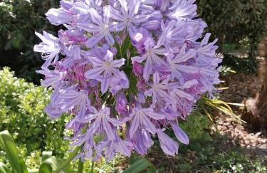 Camping La Loire Fleurie - Foto 11