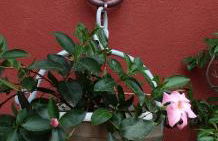 L'Alcova dei Grifoni - Foto 6