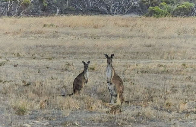 Coodlie Park Eco Retreat - Foto 21