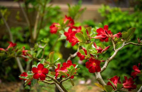 EcoPousada Pico do Jabre - Photo 15