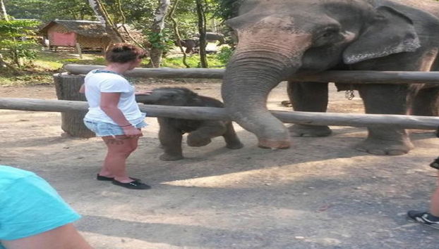 Half Day Elephant Bathing welfare center from Phuket - Foto 2