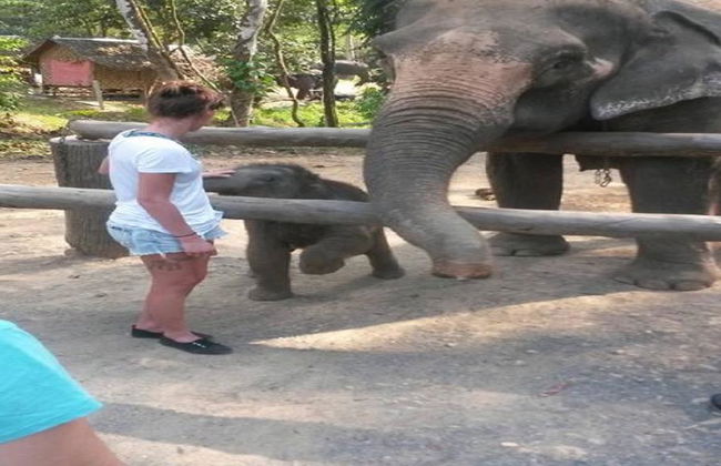 Half Day Elephant Bathing welfare center from Phuket - Foto 2
