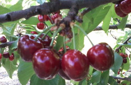 Giardino di Potentino - Foto 36