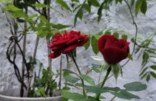 Red House by the River - Foto 123