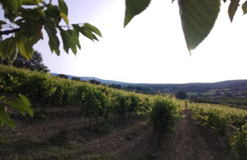 Les Gites du Mont Ventoux - Foto 72