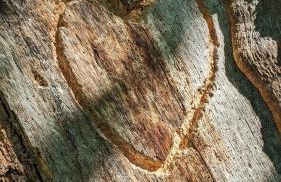 Luxury Shepherds Hut on Powis House Estate - Foto 17