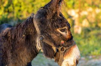 Carvalho Village - Foto 20