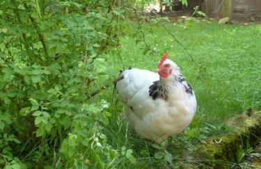 Ferienwohnung Ronja - Foto 13