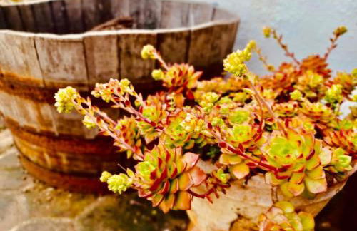 Estrela do Corval - Foto 17