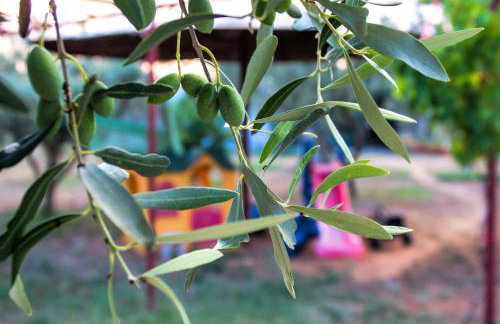 Ktima Anastasia - Foto 50