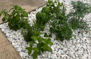 Cals Avis de Sau - Foto 10