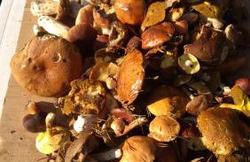 Brzozowe Zacisze - Foto 36