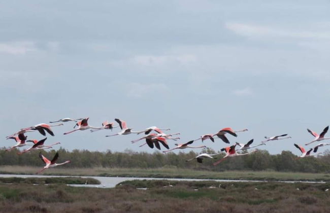 Holiday Home in Arborea With Pools & Spa - Foto 40